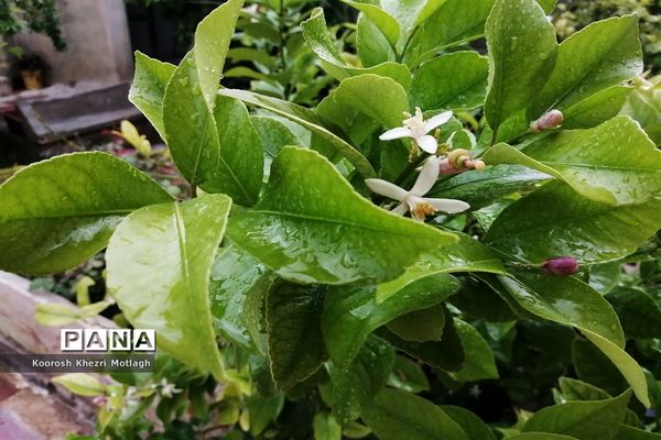 بارش باران بهاری در کازرون