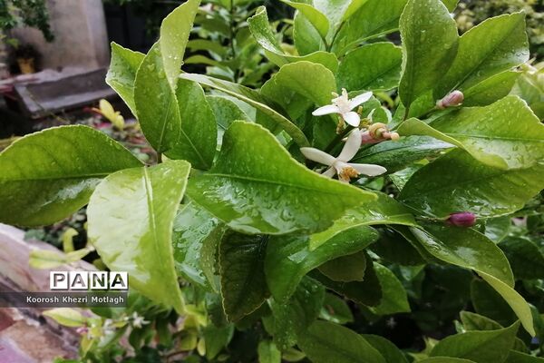 بارش باران بهاری در کازرون