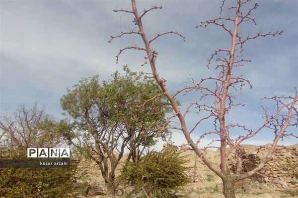 طبیعت بهاری روستا تقوک