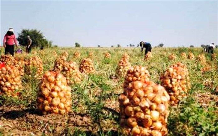 پیاز شاگرد اول رشد قیمت یک ساله شد