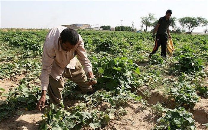 امکان ثبت خسارات بیمه کشاورزی از طریق تلفن همراه فراهم شد