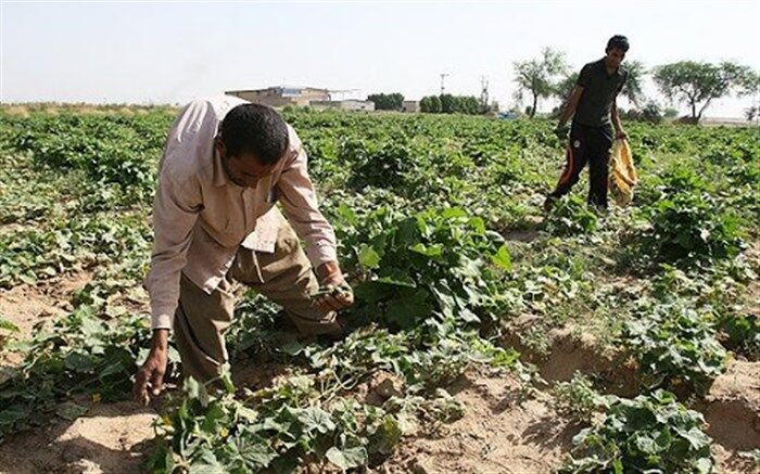 امکان ثبت خسارات بیمه کشاورزی از طریق تلفن همراه فراهم شد