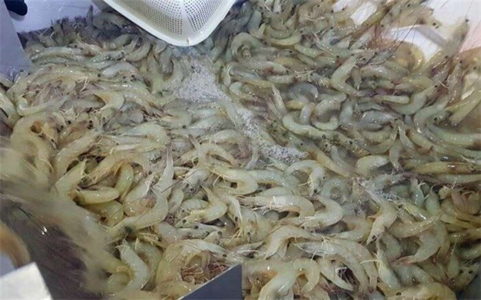 ۸۳ هزارتن آبزی در استان بوشهر تولید شد