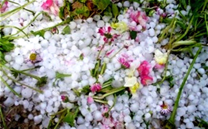 سرما ۲۲۰ میلیارد خسارت به باغات و مزارع آذربایجان شرقی وارد کرد