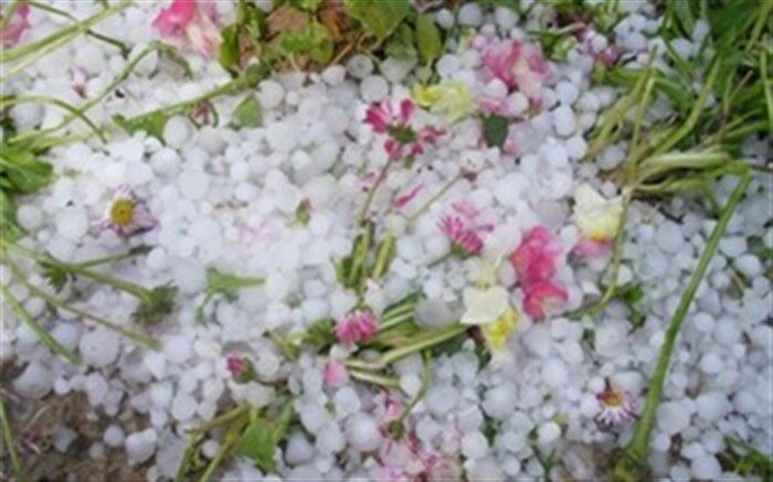 سرما ۲۲۰ میلیارد خسارت به باغات و مزارع آذربایجان شرقی وارد کرد