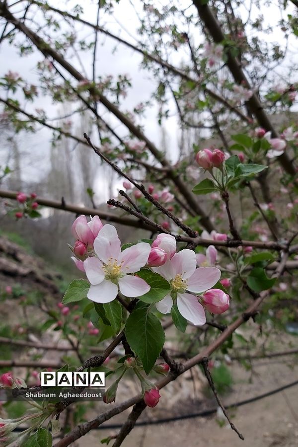 شکوفه‌های بهاری در کردان