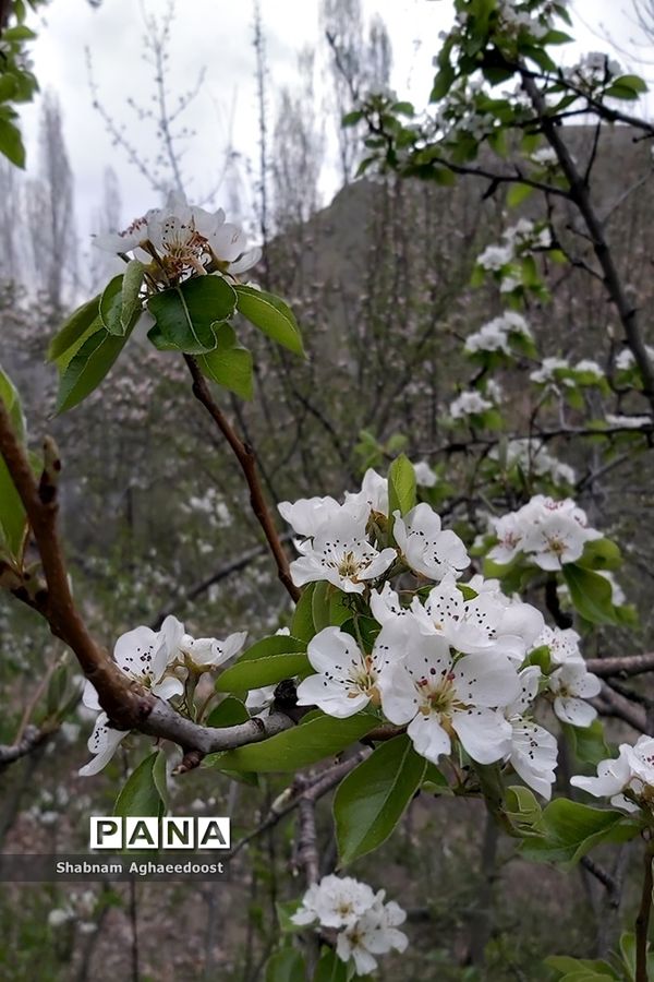 شکوفه‌های بهاری در کردان