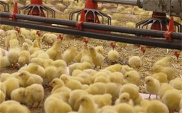 متخلفان از بین بردن جوجه‌های یک روزه به مراجع قضایی معرفی شوند