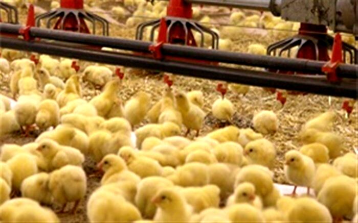 متخلفان از بین بردن جوجه‌های یک روزه به مراجع قضایی معرفی شوند