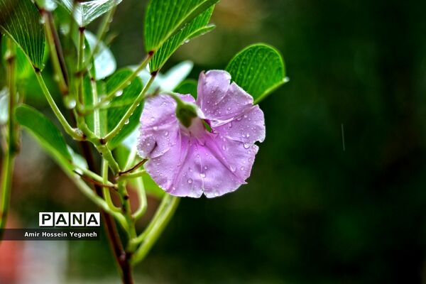 طراوت بهاری باران در روزهای کرونایی کیش