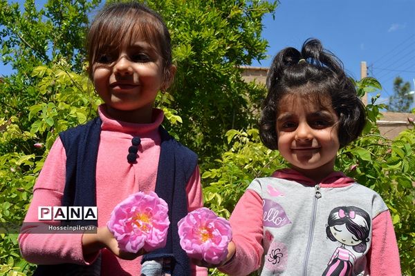 به ثمر رسیدن گل‌های محمدی در شهرستان خوسف