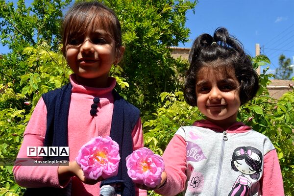 به ثمر رسیدن گل‌های محمدی در شهرستان خوسف