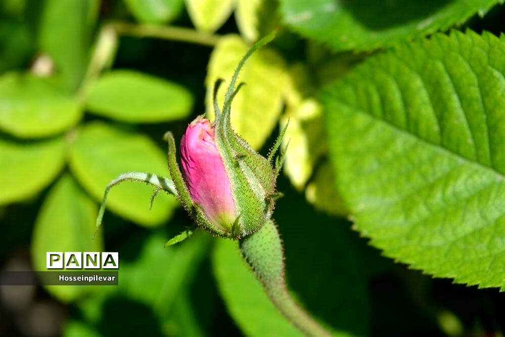 به ثمر رسیدن گل‌های محمدی در شهرستان خوسف