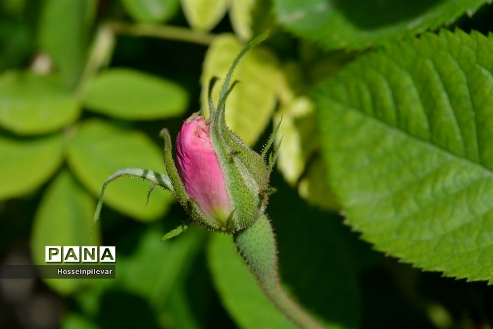 به ثمر رسیدن گل‌های محمدی در شهرستان خوسف