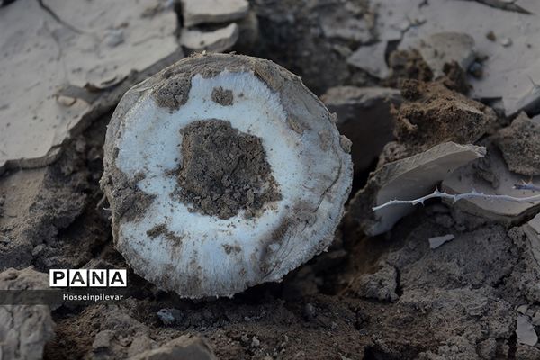 به ثمر رسیدن قارچ در بیابان های شهرستان خوسف