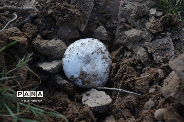 به ثمر رسیدن قارچ در بیابان های شهرستان خوسف