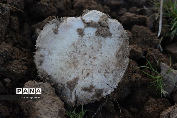 به ثمر رسیدن قارچ در بیابان های شهرستان خوسف