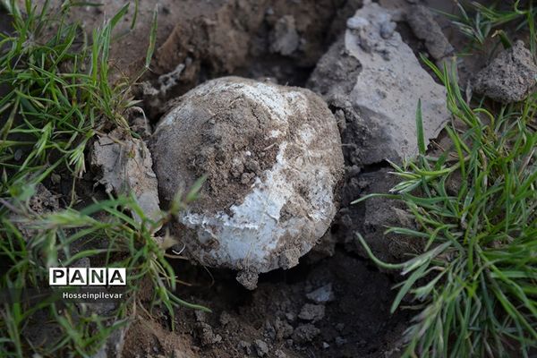 به ثمر رسیدن قارچ در بیابان های شهرستان خوسف