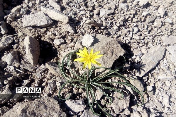 طبیعت زیبای روستا سنجدوک