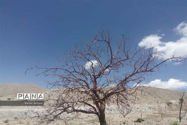 طبیعت زیبای روستا سنجدوک