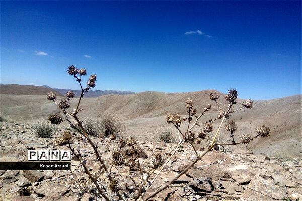 طبیعت زیبای روستا سنجدوک