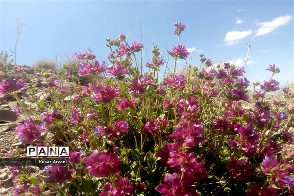 طبیعت زیبای روستا سنجدوک