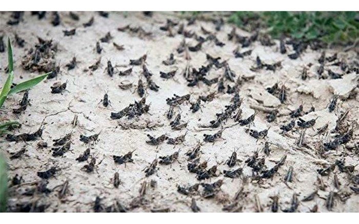 احتمال حمله ملخ‌های صحرایی از پاکستان، هندوستان و عربستان