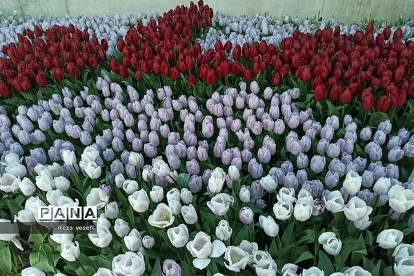 کاشت ۲۰۰ هزار لاله در پیاده رو خیابان زرافشان تهران