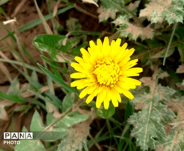 بازگشت بهار؛ آواز دوباره‌ی زندگی