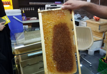 زنبورداری، یکی از شغل‌های کهن‌ تاریخ بشر