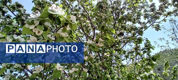 شکوفه‌های بهاری در شهرستان سملقان