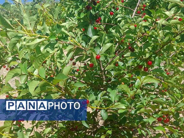 میوه‌های خوش‌رنگ و لعاب بهاری در روستای مارکده