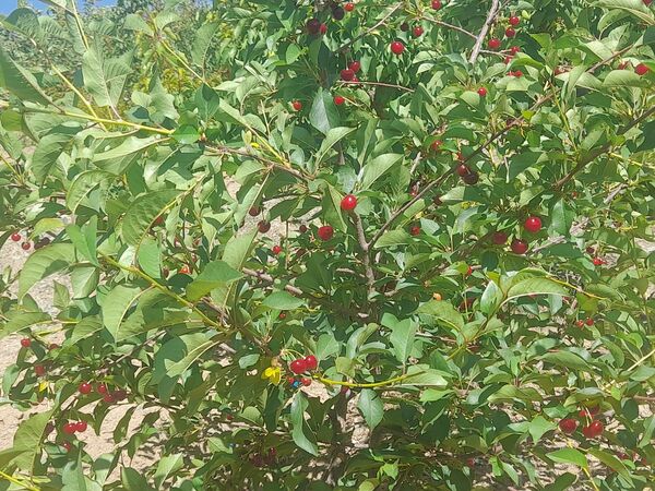 میوه‌های خوش‌رنگ و لعاب بهاری در روستای مارکده