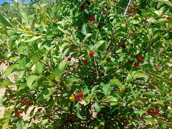 میوه‌های خوش‌رنگ و لعاب بهاری در روستای مارکده
