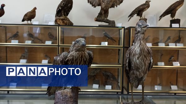 بازدید خبرنگاران پانا از موسسه گیاه شناسی کشور 