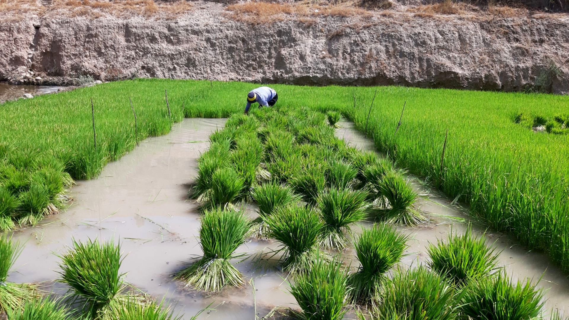 کاشت برنج در شهرستان لردگان