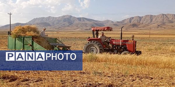گندم، یکی ازمحصولات کشاورزی در روستای گزکوه 