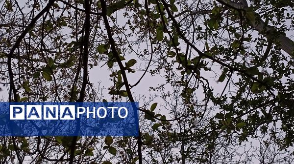 آوای گوش‌نواز بهار در طبیعت شهرستان‌بن