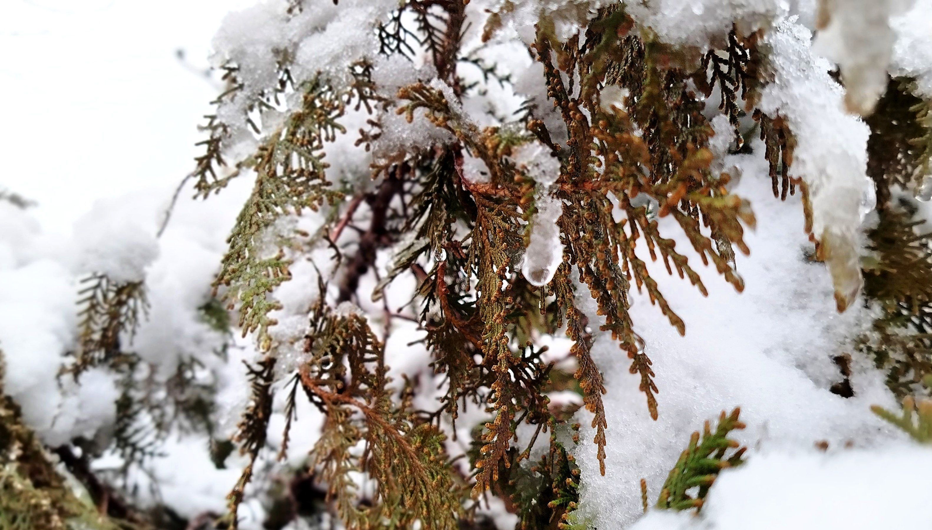 لردگان میزبان اولین برف زمستانی 