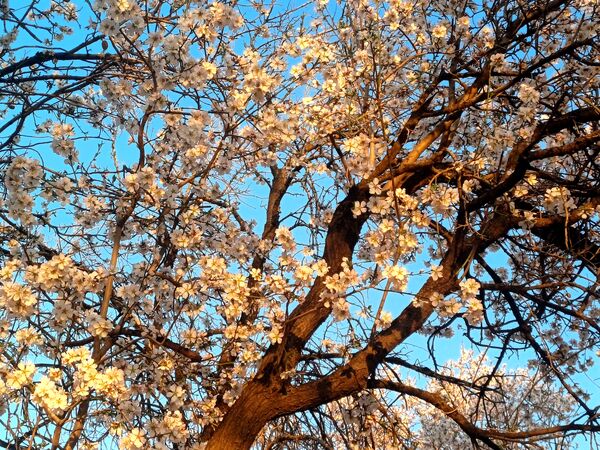 طبیعت با شکوفه‌های رنگارنگ به استقبال نوروز آمد