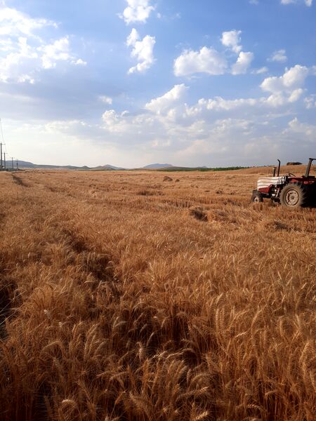  آغاز برداشت گندم از مزارع شهرستان هلیلان 
