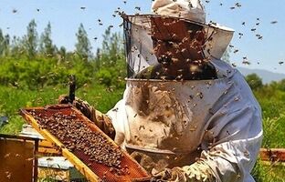 زنبورعسل، آموزگاری کوچک برای نسل سازندگان ایران