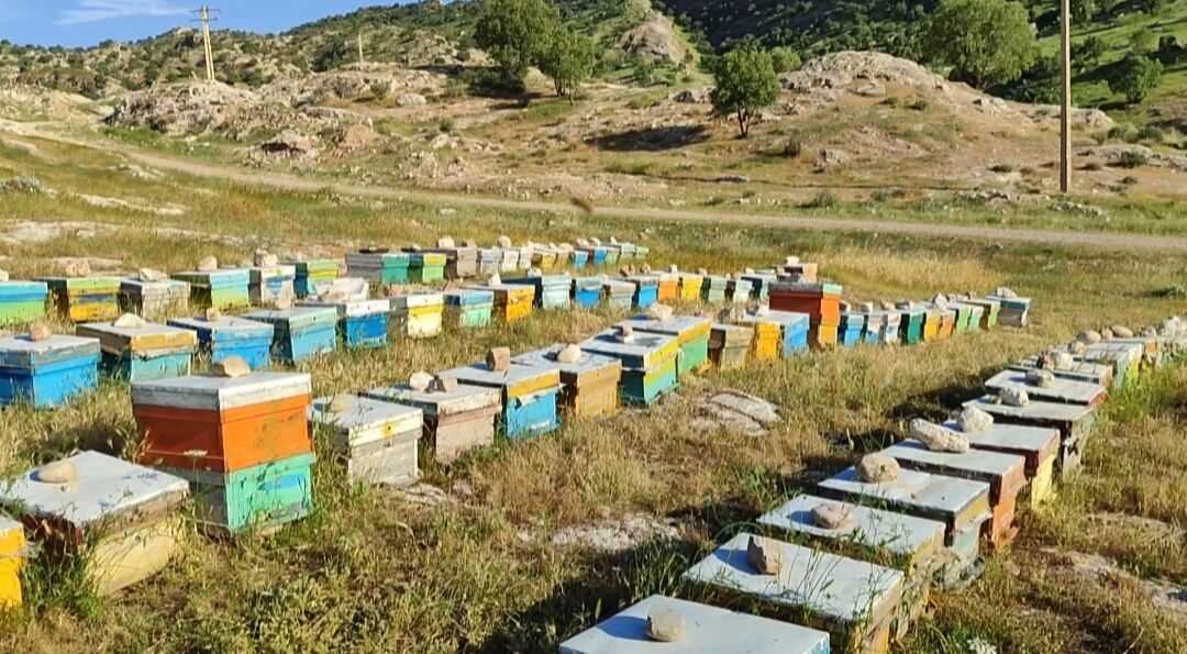 سرشماری سراسری زنبورستان‌های کشور از اوایل مهرماه جاری