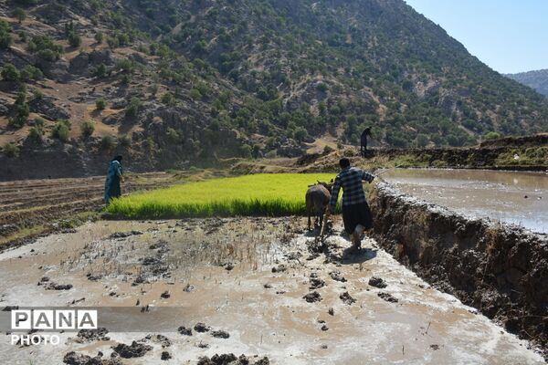 آغاز فصل تولکی در شالیزارهای روستای پلبریده