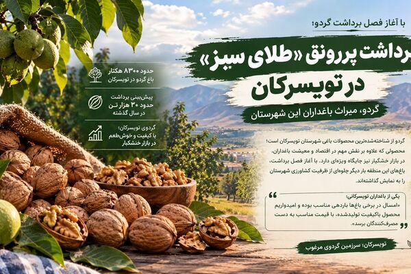برداشت پررونق «طلای سبز» در تویسرکان؛ گردو، میراث باغداران این شهرستان
