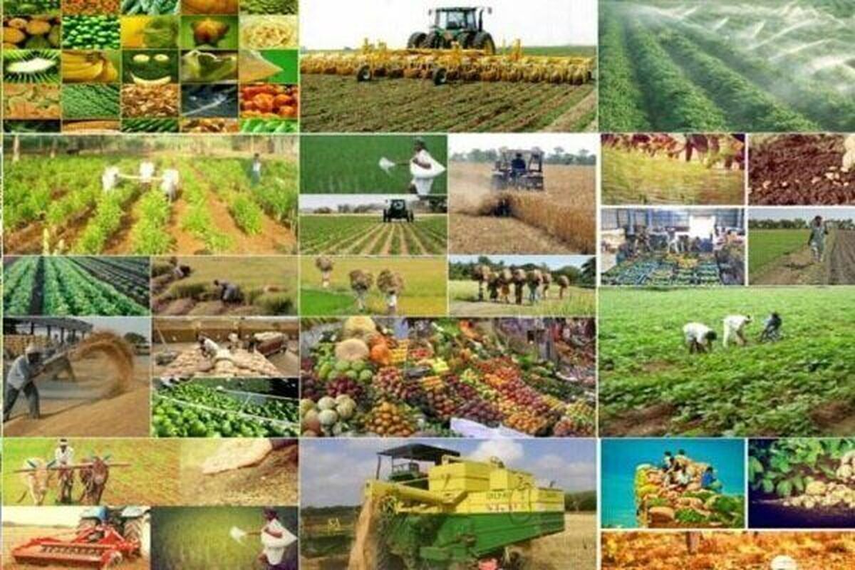 ۳۸۰ هزار هکتار اراضی آبی خوزستان زیر کشت پاییزه رفت