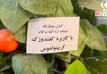 کنترل بیولوژیک شپشک های آردآلود 