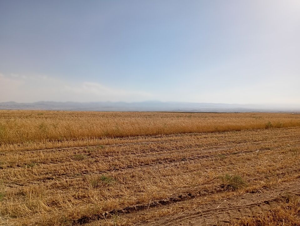 گندم، یکی ازمحصولات کشاورزی در روستای گزکوه 
