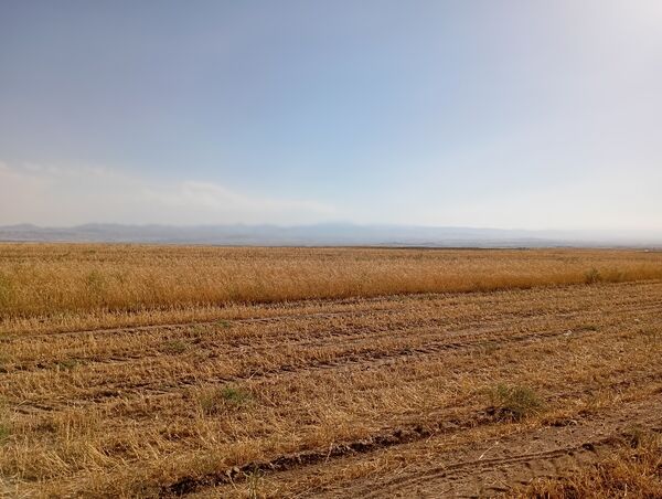 گندم، یکی ازمحصولات کشاورزی در روستای گزکوه 