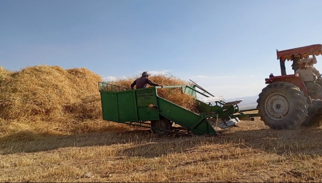 برداشت گندم در روستای گزکوه